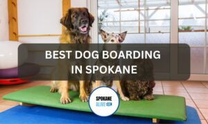 best dog boarding Spokane